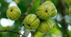 Garcinia Cambogia