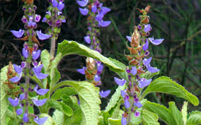 Coleus forskohlii