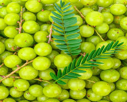 Emblica officinalis